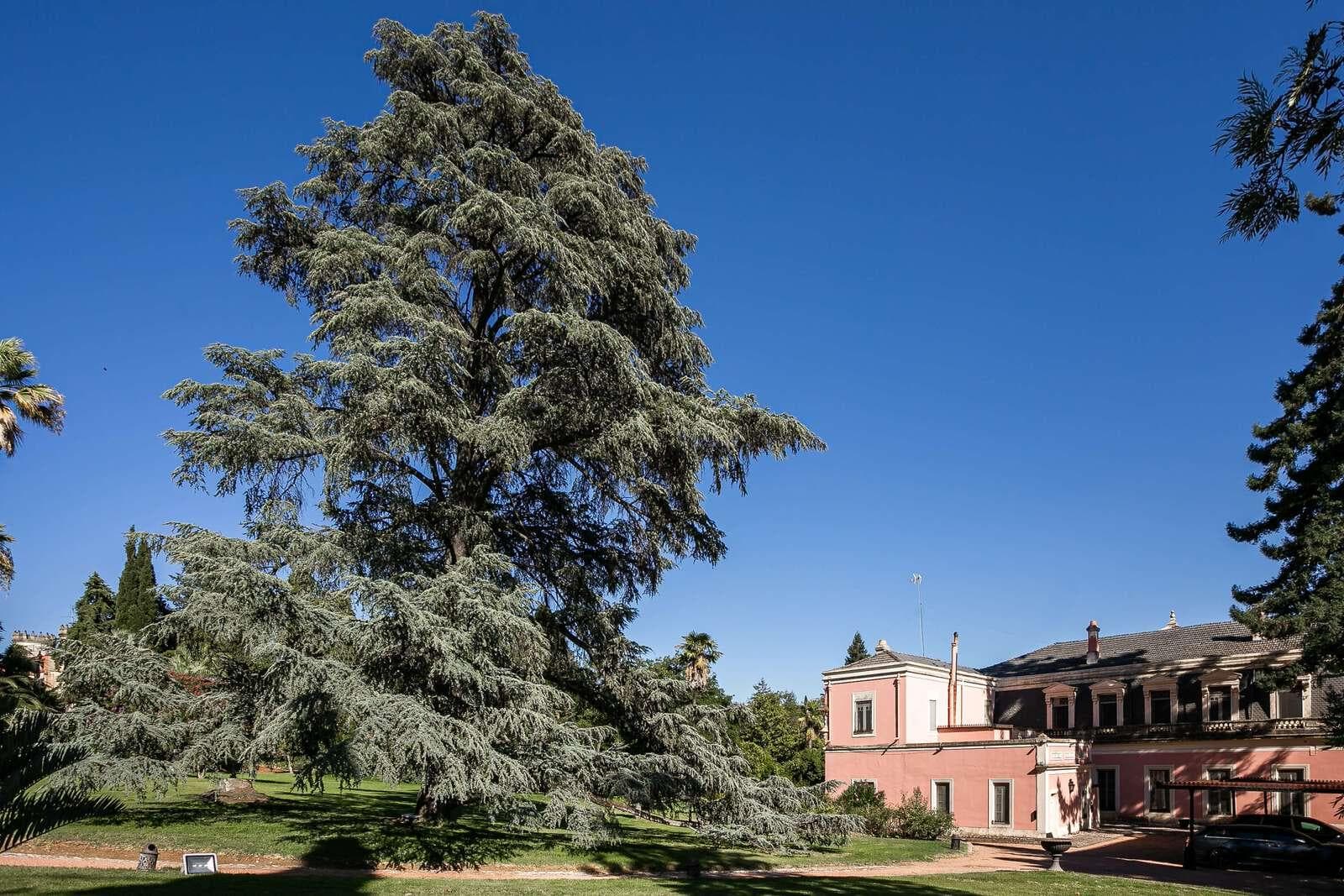 Mansion, Elvas - Image 13