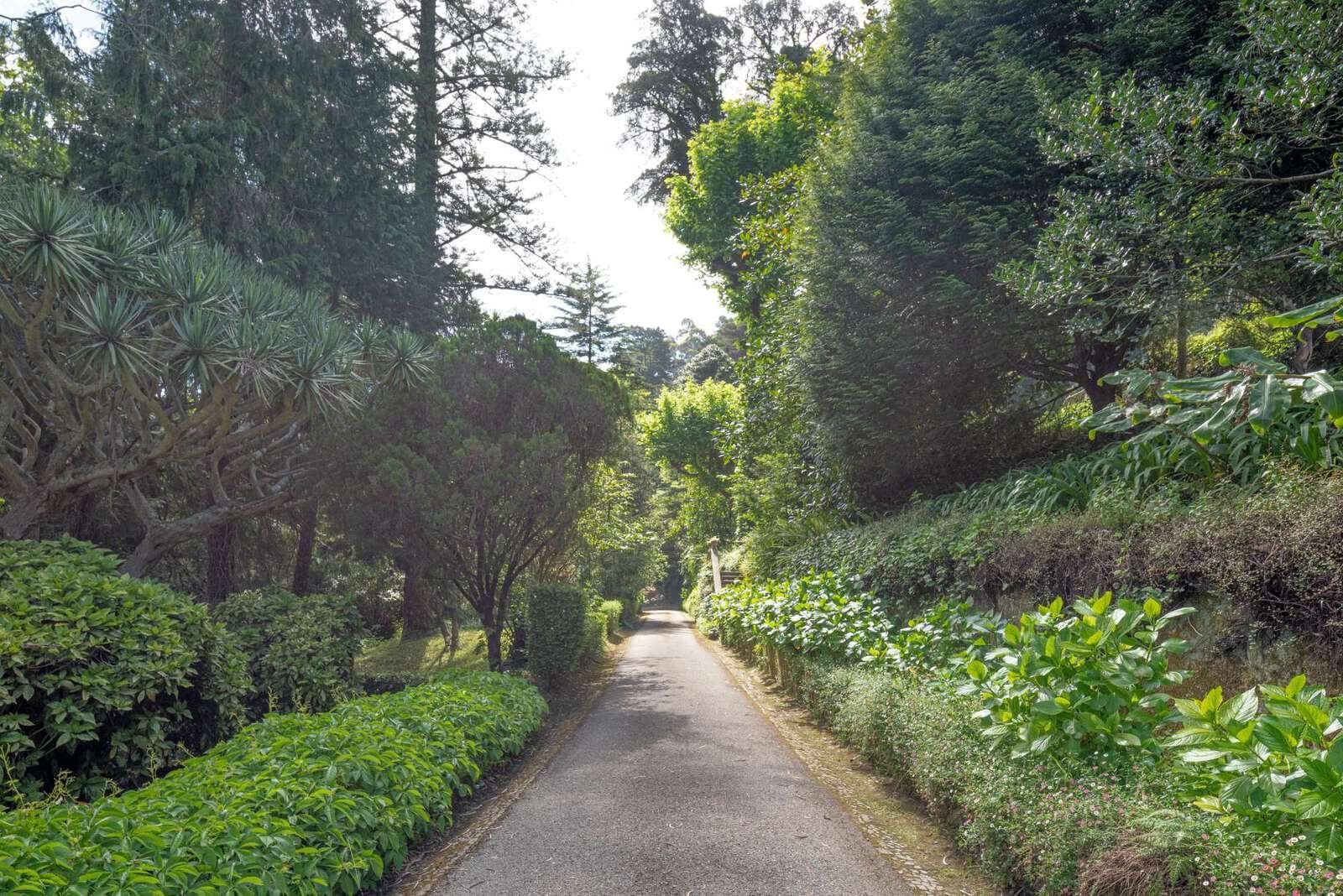 Farm 4.1 ha, Galamares, Sintra - Image 56