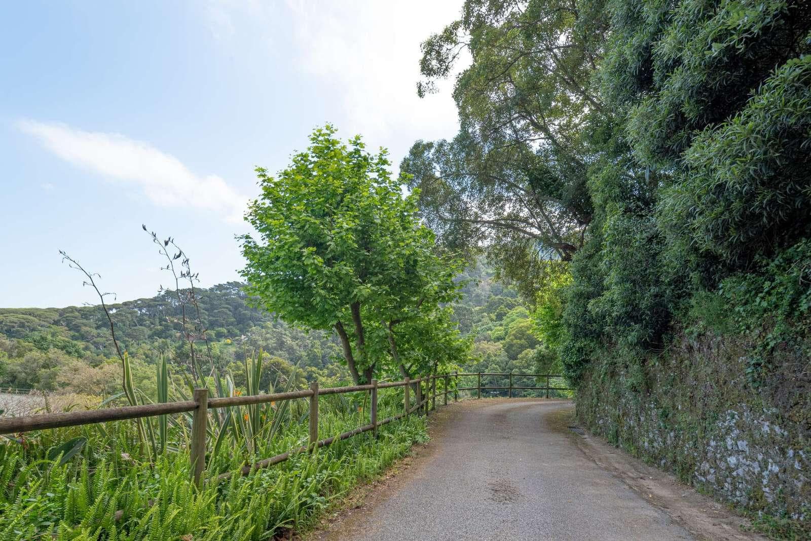 Farm 4.1 ha, Galamares, Sintra - Image 86