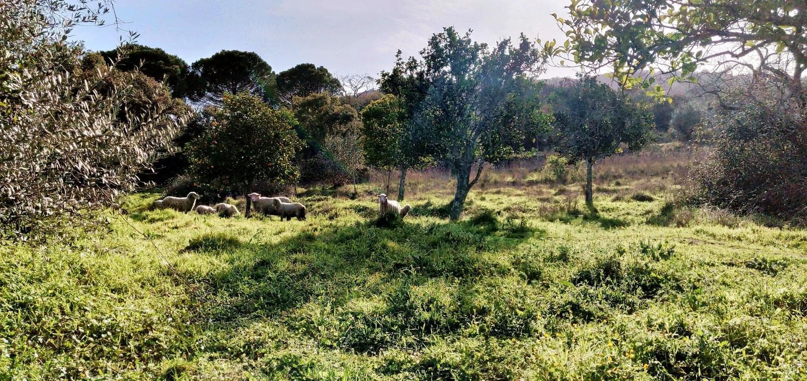 Homestead 10.0 ha, Penha, Portalegre - Image 50