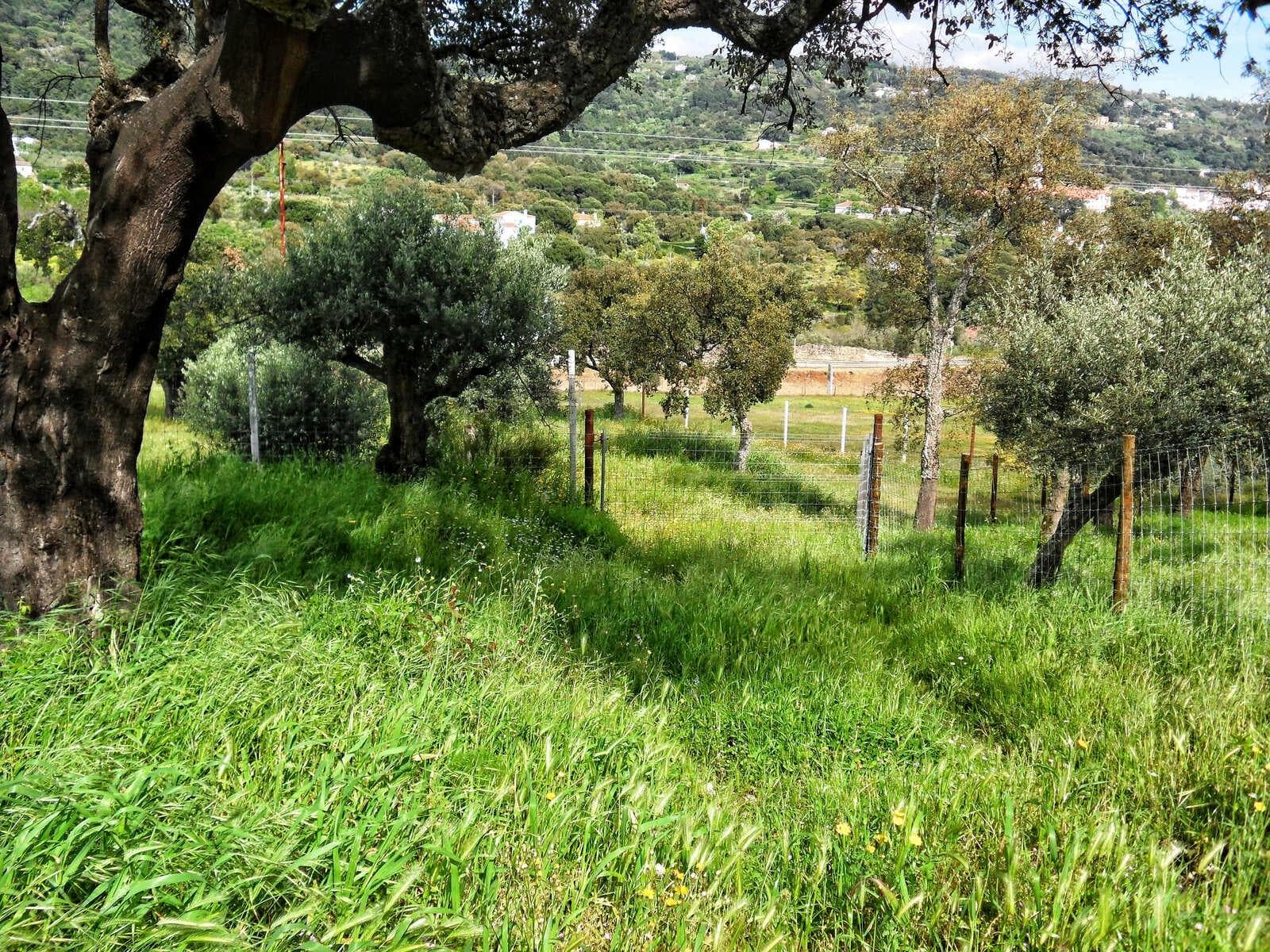 Homestead 10.0 ha, Penha, Portalegre - Image 46