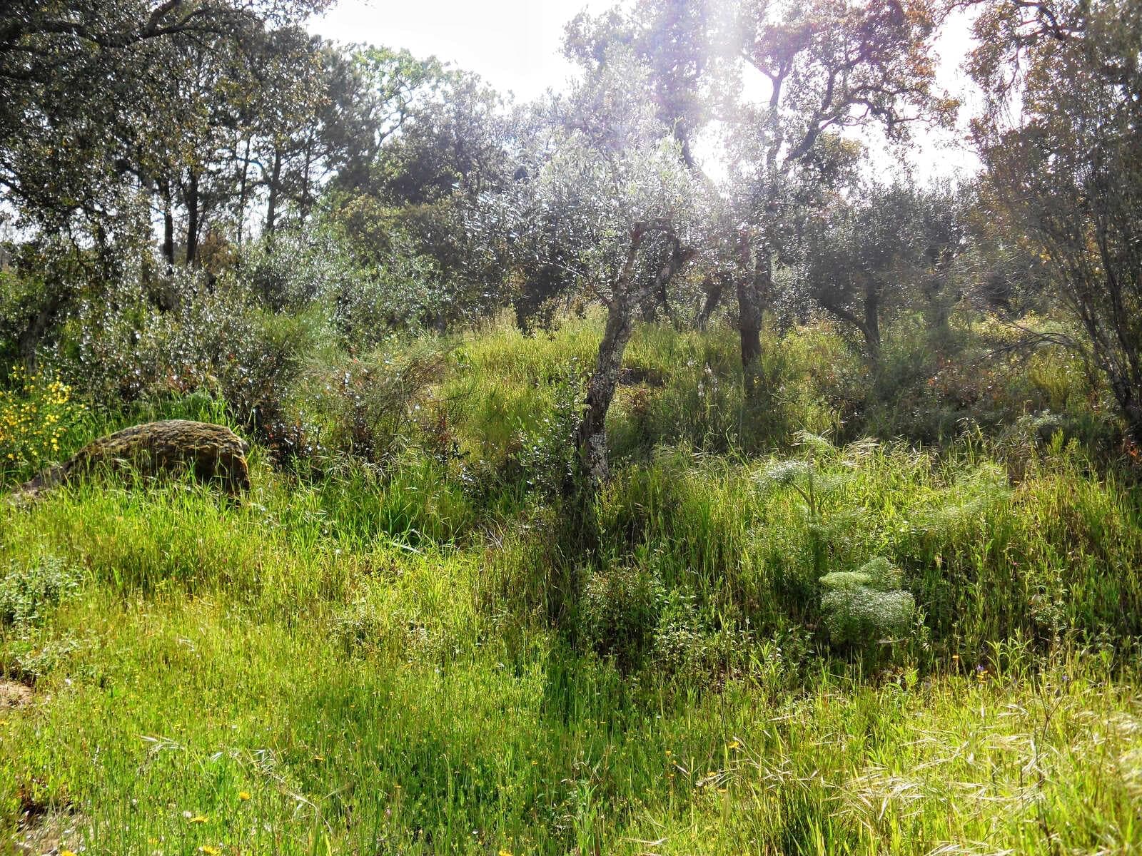Homestead 10.0 ha, Penha, Portalegre - Image 47