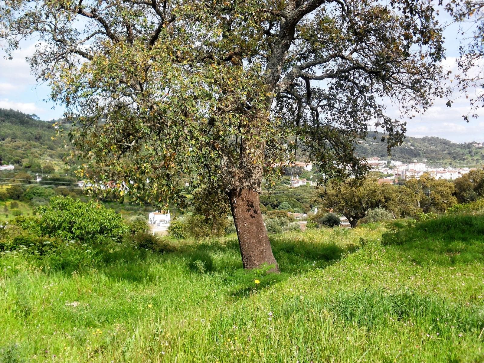 Homestead 10.0 ha, Penha, Portalegre - Image 42