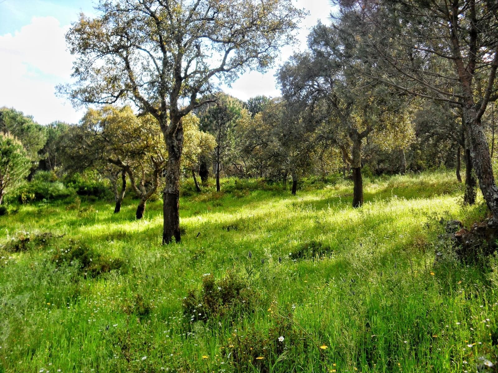 Homestead 10.0 ha, Penha, Portalegre - Image 41