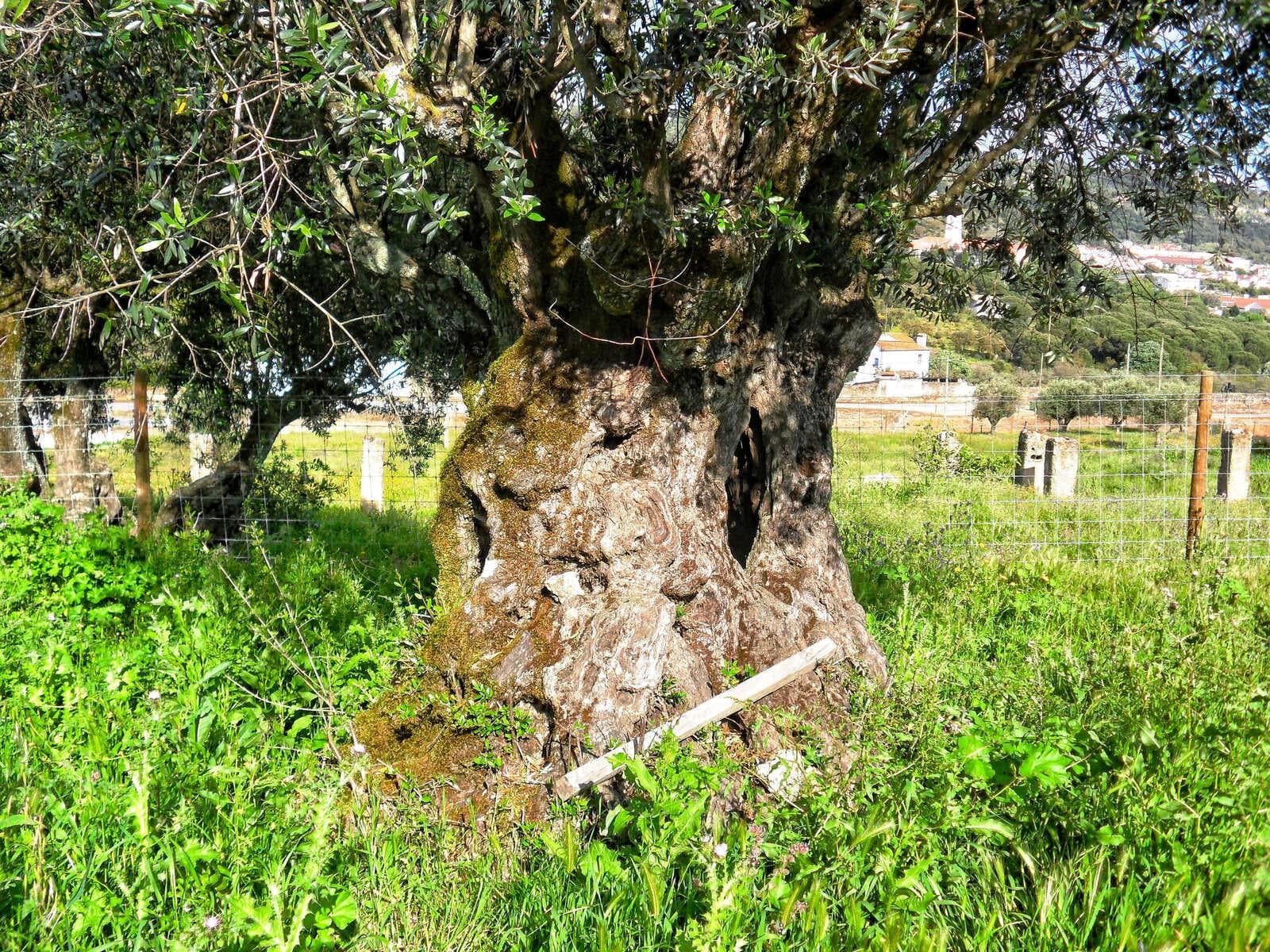 Homestead 10.0 ha, Penha, Portalegre - Image 49