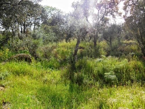PF27346 - Herdade 10.0 ha, Penha, Portalegre - Imagem 47