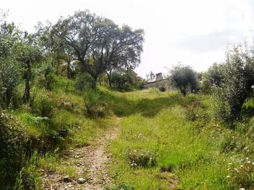 PF27346 - Herdade 10.0 ha, Penha, Portalegre - Imagem 39