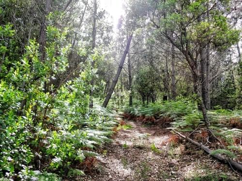 PF27346 - Herdade 10.0 ha, Penha, Portalegre - Imagem 43
