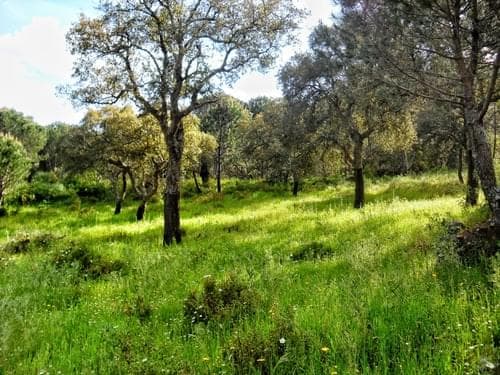 PF27346 - Herdade 10.0 ha, Penha, Portalegre - Imagem 41