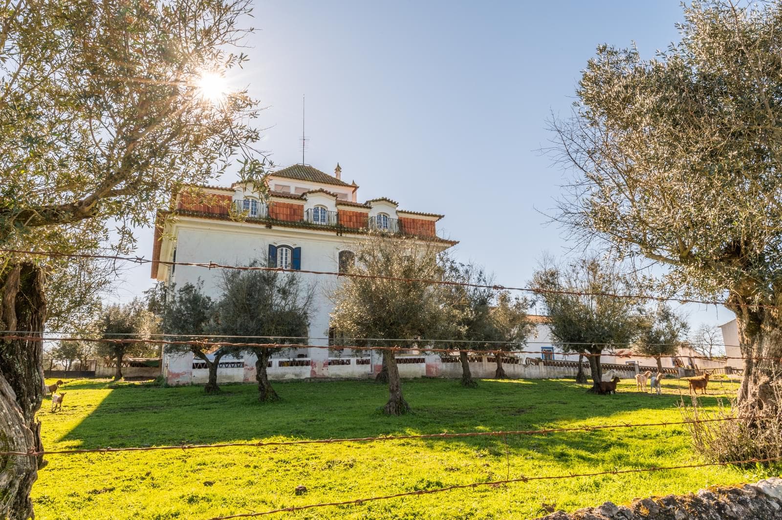 Quinta 5.7 ha, Évora - Imagem 4
