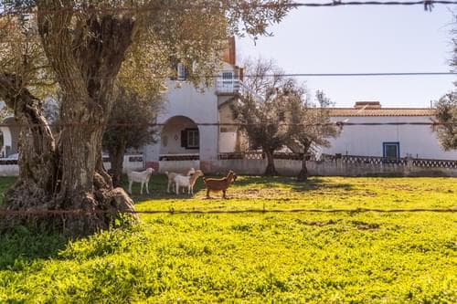 PF29383 - Ferme 5.7 ha, Évora - Image 7