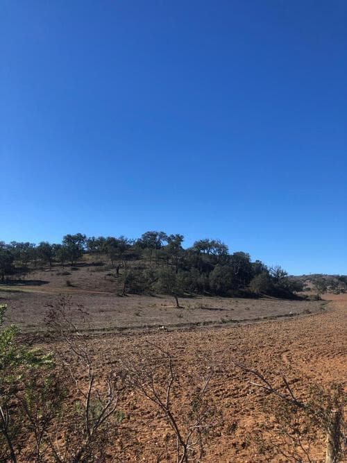 PF29939 - Terreno Rústico 18.1 ha, Cercal do Alentejo, Santiago do Cacem - Imagem 17