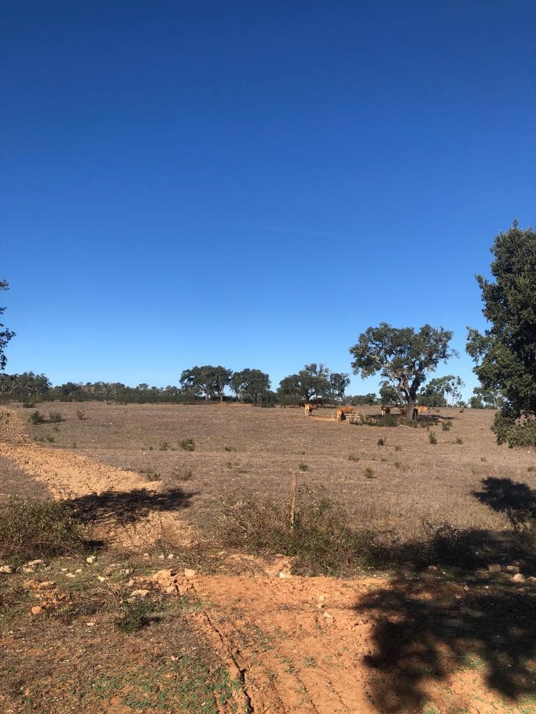 Terrain rustique 30.2 ha, Cercal do Alentejo, Santiago do Cacem - Image 7