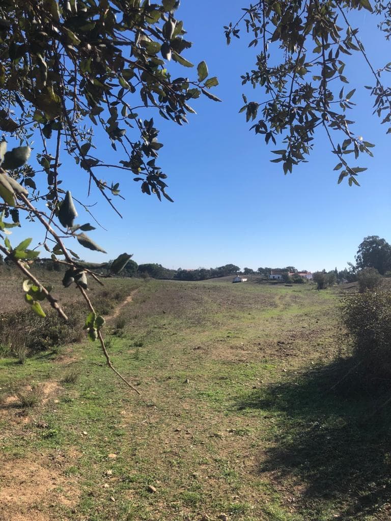 Terrain rustique 30.2 ha, Cercal do Alentejo, Santiago do Cacem - Image 17