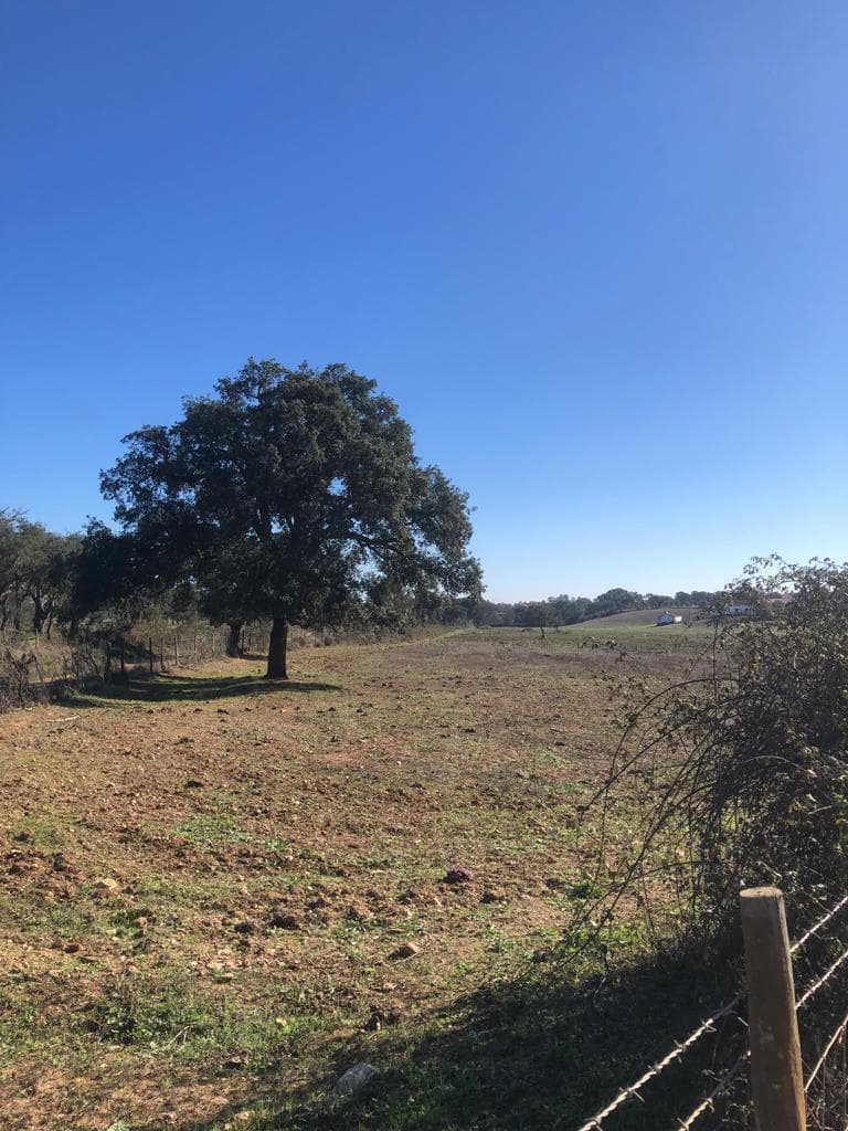 Terrain rustique 30.2 ha, Cercal do Alentejo, Santiago do Cacem - Image 10
