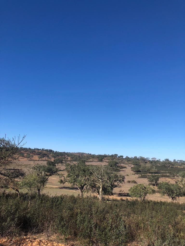 Terrain rustique 30.2 ha, Cercal do Alentejo, Santiago do Cacem - Image 15