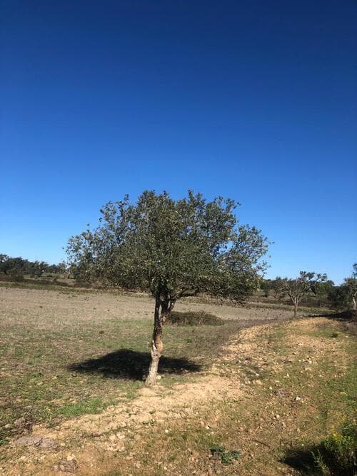 PF29941 - Terreno Rústico 30.2 ha, Cercal do Alentejo, Santiago do Cacem - Imagem 11