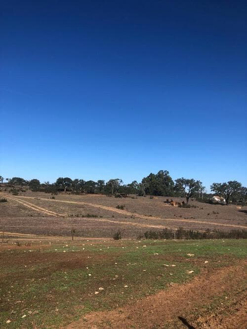 PF29941 - Terreno Rústico 30.2 ha, Cercal do Alentejo, Santiago do Cacem - Imagem 37