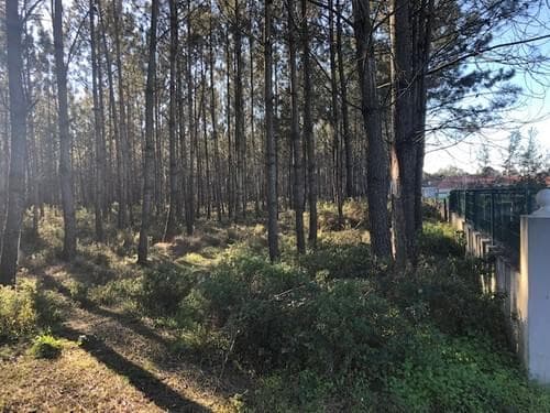 PF29952 - Terreno Rústico em Perímetro Urbano 1.2 ha, Pombal - Imagem 8