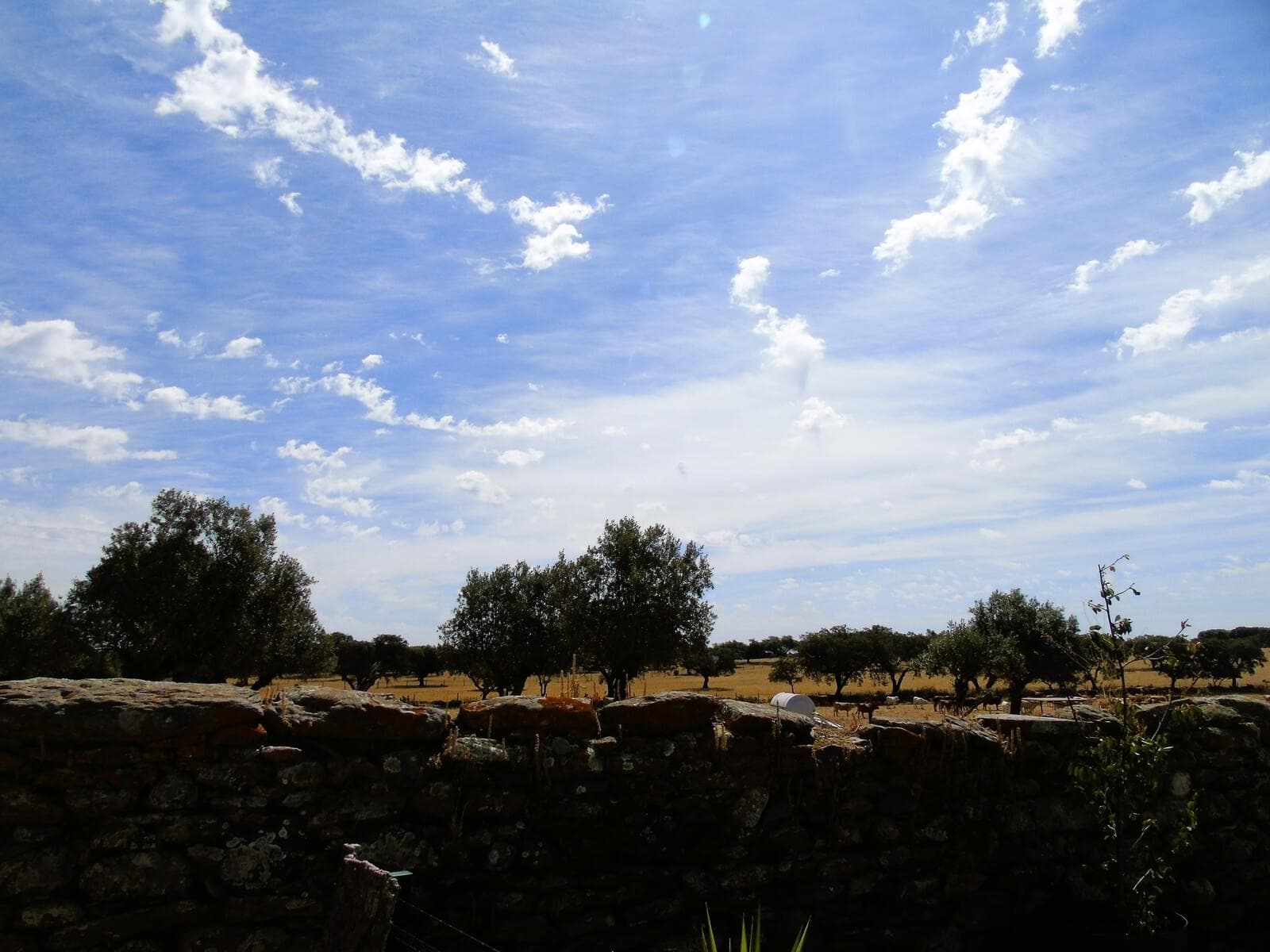 Herdade 106.0 ha, Elvas - Imagem 46