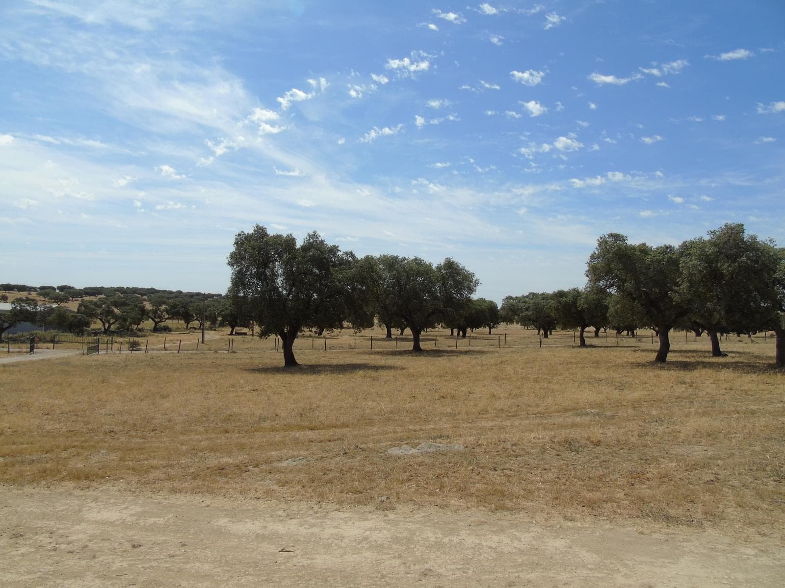 Herdade 106.0 ha, Elvas - Imagem 69
