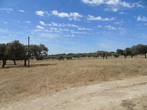 PF30713 - Herdade 106.0 ha, Elvas - Imagem 68