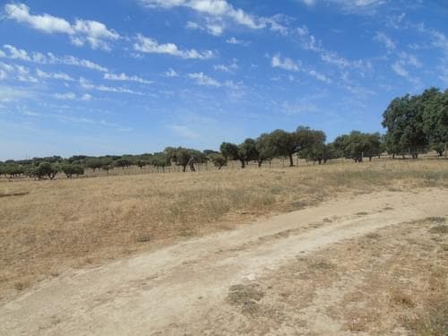 PF30713 - Herdade 106.0 ha, Elvas - Imagem 67