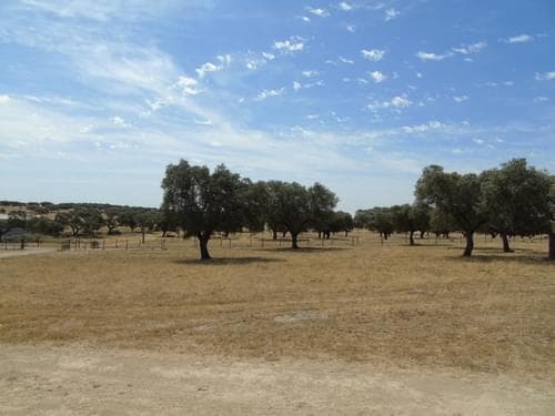 PF30713 - Herdade 106.0 ha, Elvas - Imagem 69