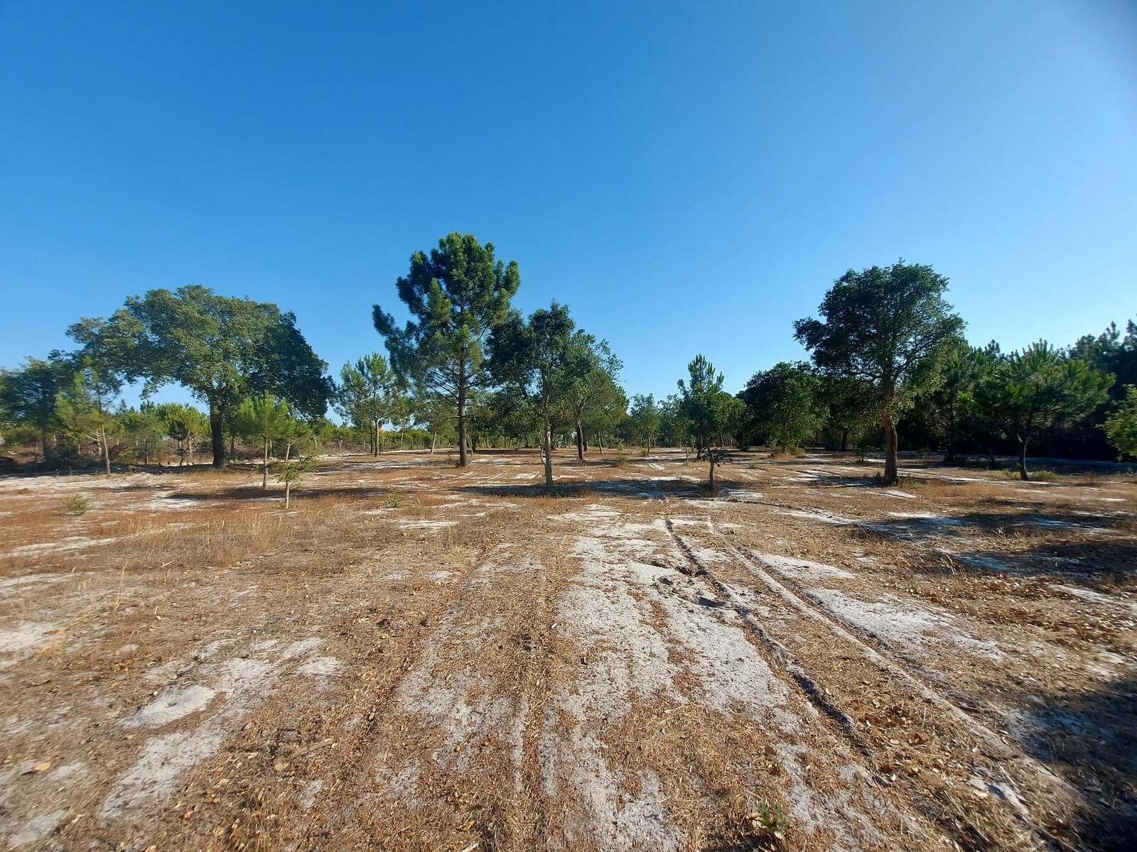 Terreno Rústico em Perímetro Urbano 1.3 ha, Lagoa de Santo André, Santiago do Cacem - Imagem 9