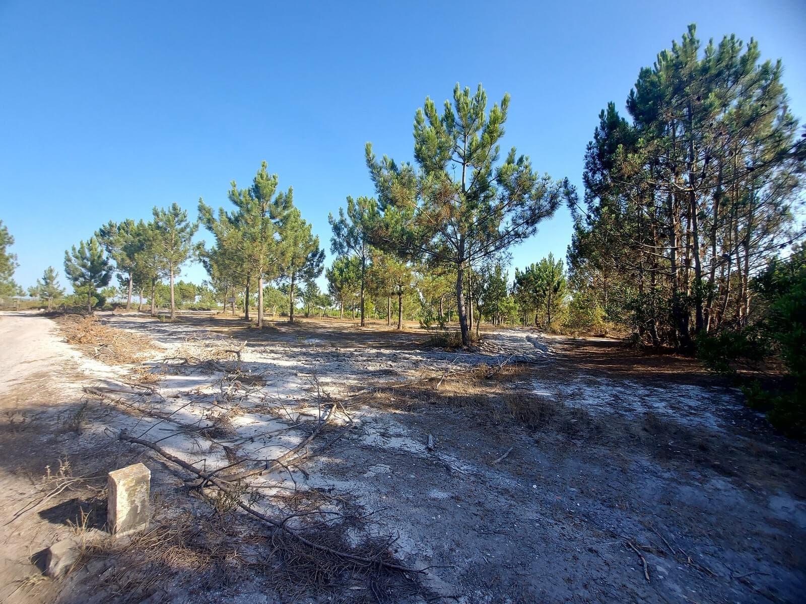 Terreno Rústico em Perímetro Urbano 1.3 ha, Lagoa de Santo André, Santiago do Cacem - Imagem 4