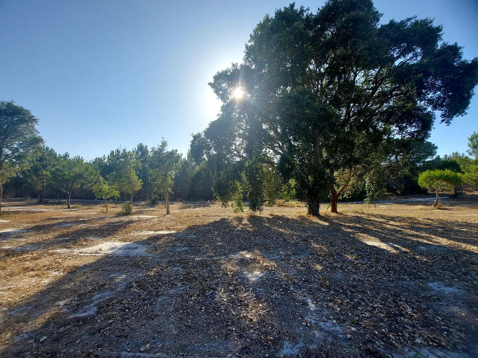 Terreno Rústico em Perímetro Urbano 1.3 ha, Lagoa de Santo André, Santiago do Cacem - Imagem 1