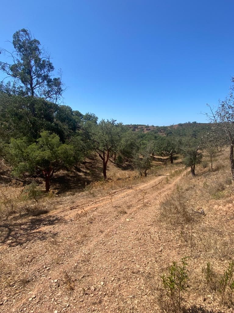Terreno Rústico 5.8 ha, São Bartolomeu da Serra, Santiago do Cacem - Imagem 26