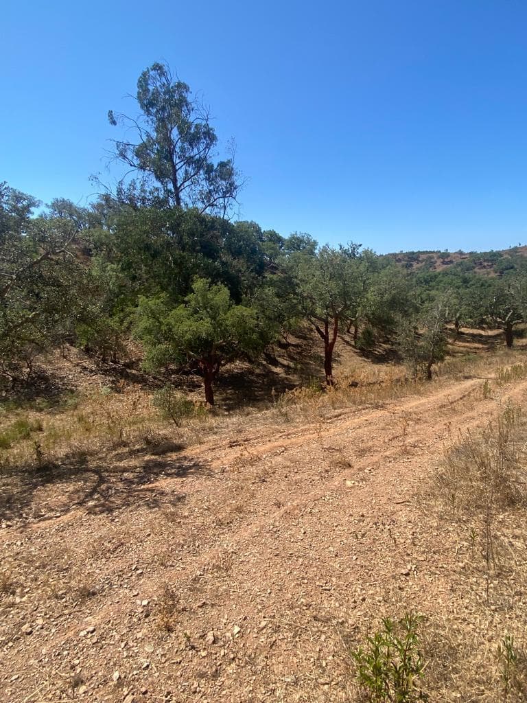 Terreno Rústico 5.8 ha, São Bartolomeu da Serra, Santiago do Cacem - Imagem 27
