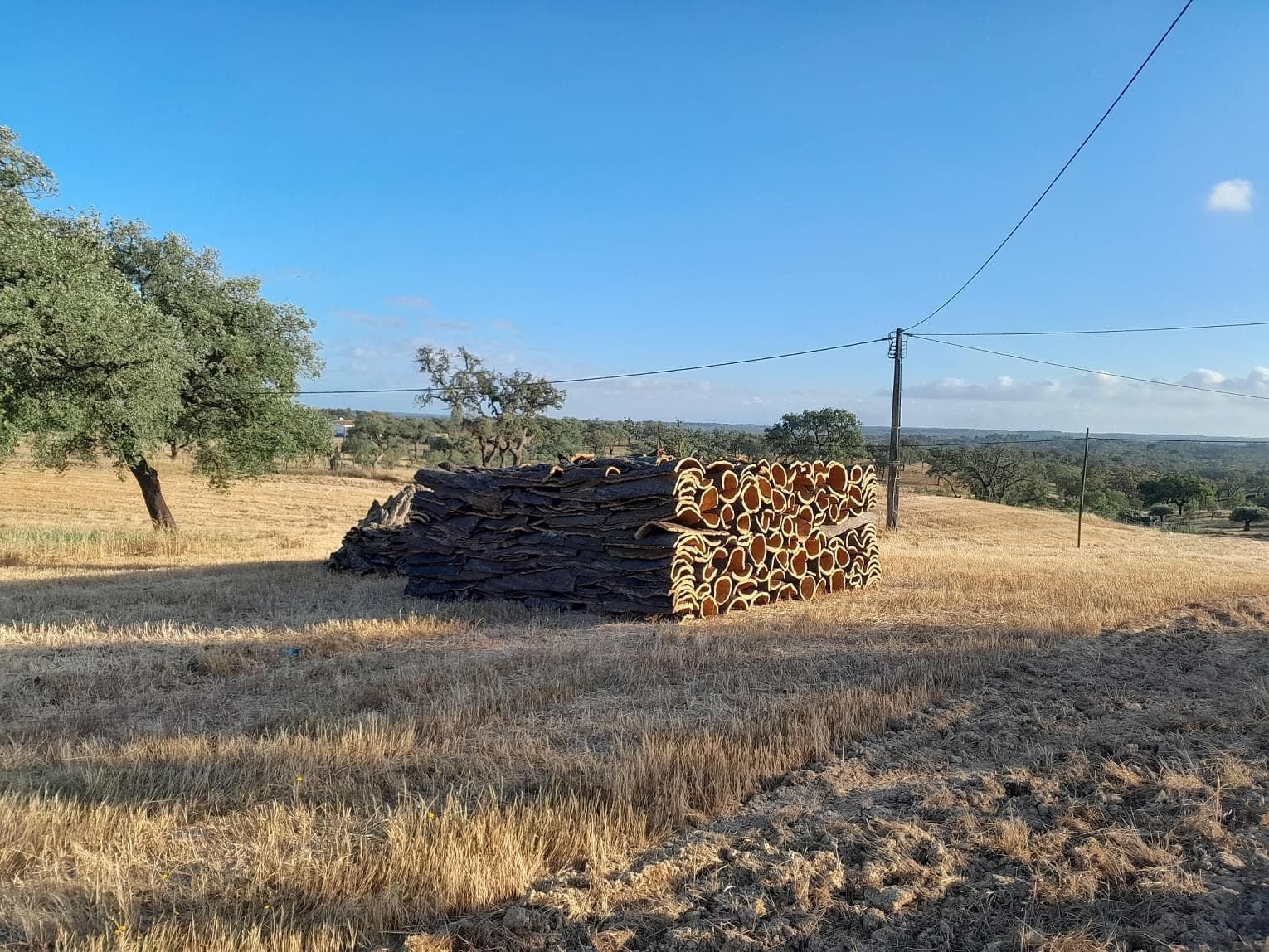 Terreno Rústico 5.8 ha, São Bartolomeu da Serra, Santiago do Cacem - Imagem 23