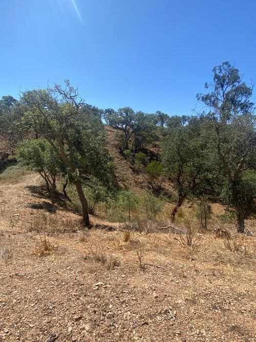 PF31165 - Terreno Rústico 5.8 ha, São Bartolomeu da Serra, Santiago do Cacem - Imagem 25