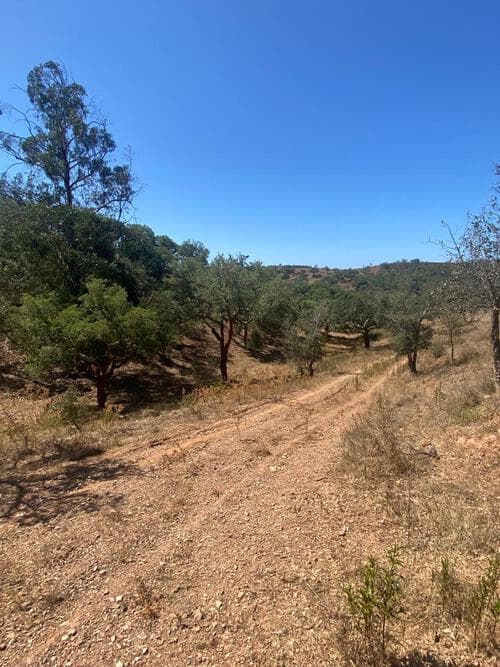 PF31165 - Terreno Rústico 5.8 ha, São Bartolomeu da Serra, Santiago do Cacem - Imagem 26