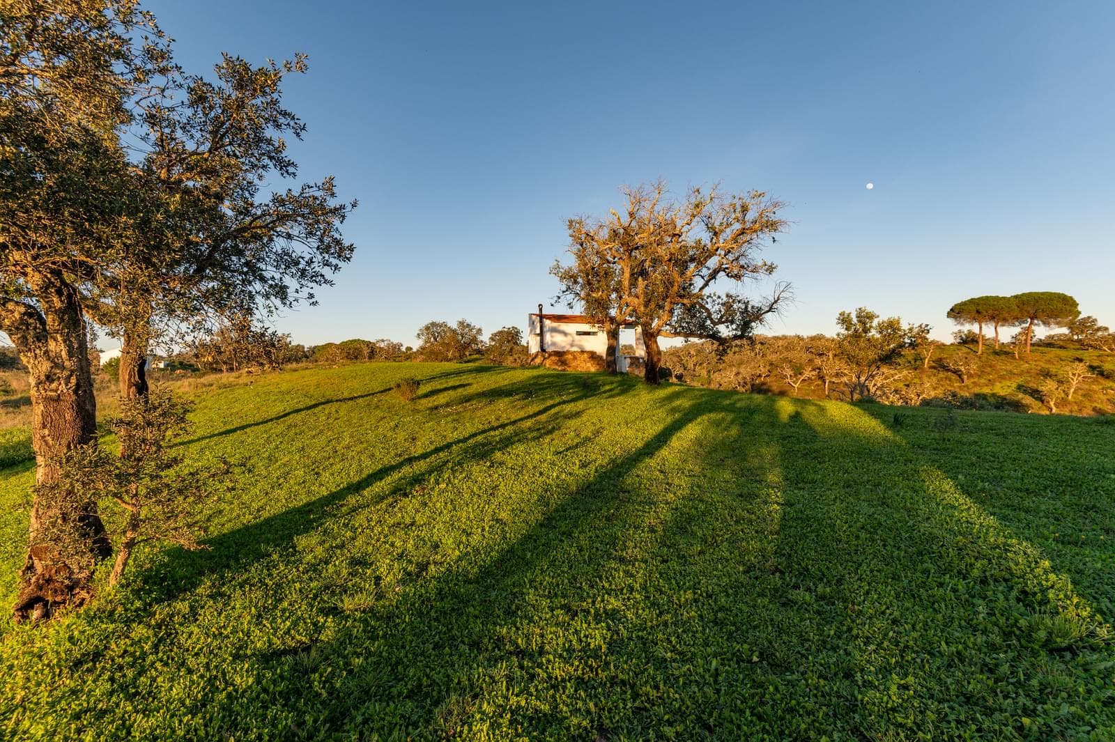 Quinta 6.9 ha, São Francisco da Serra, Santiago do Cacem - Imagem 39