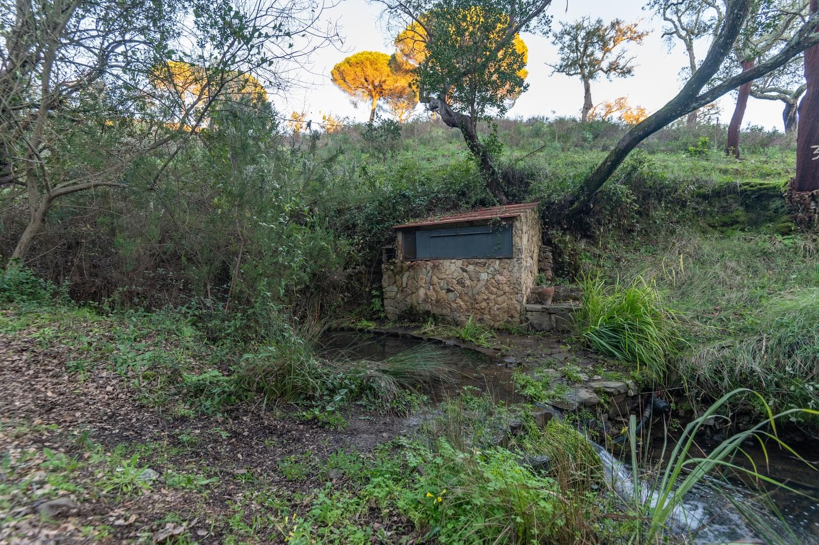 Quinta 6.9 ha, São Francisco da Serra, Santiago do Cacem - Imagem 41
