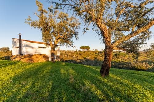 PF31698 - Ferme 6.9 ha, São Francisco da Serra, Santiago do Cacem - Image 35
