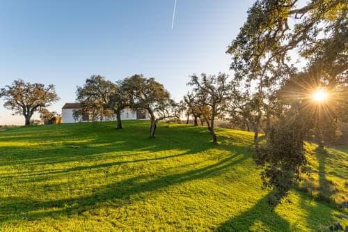 PF31698 - Ferme 6.9 ha, São Francisco da Serra, Santiago do Cacem - Image 38