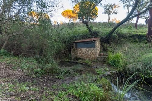 PF31698 - Ferme 6.9 ha, São Francisco da Serra, Santiago do Cacem - Image 41