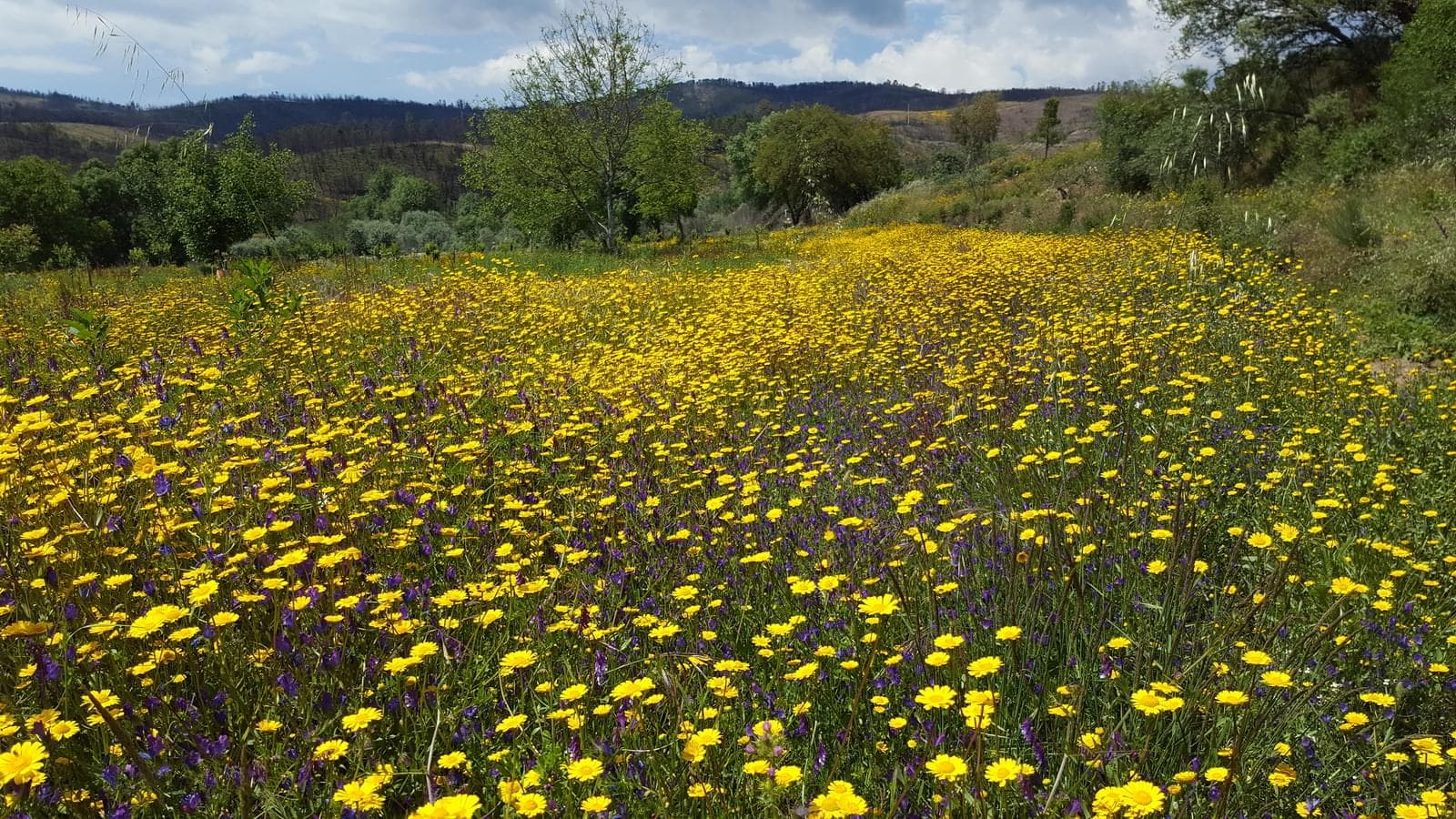 Quinta 5.3 ha, Covilhã - Imagem 109
