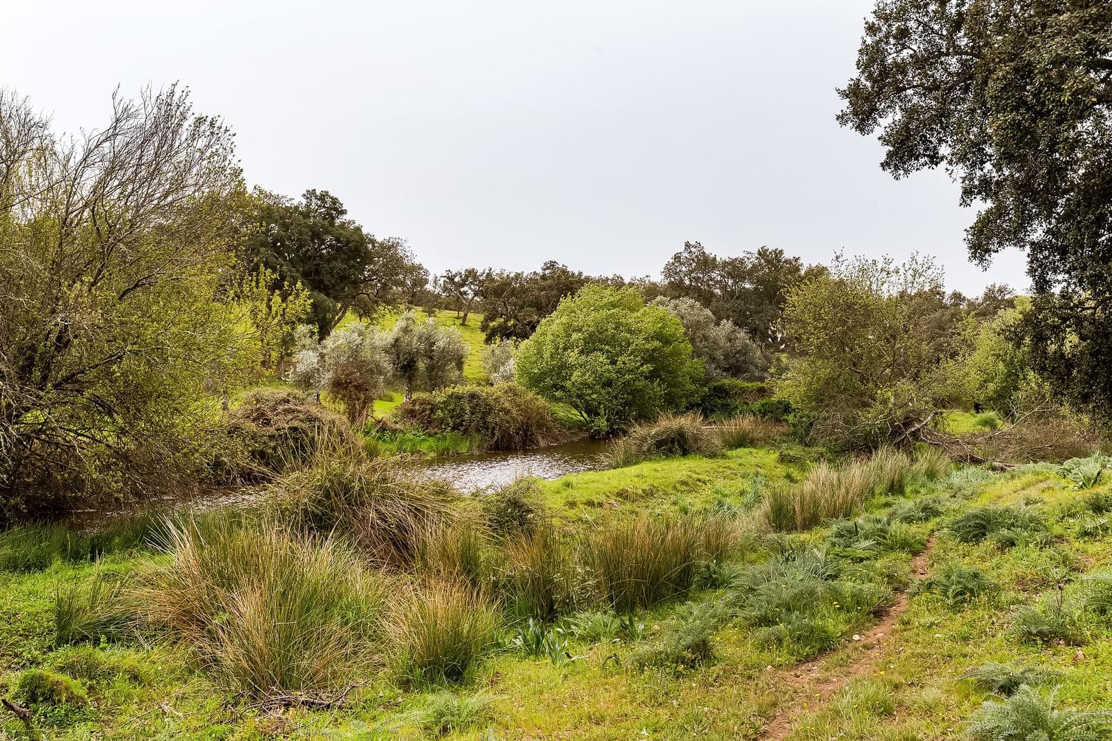 Herdade 16.3 ha, Mosteiros, Arronches - Imagem 39