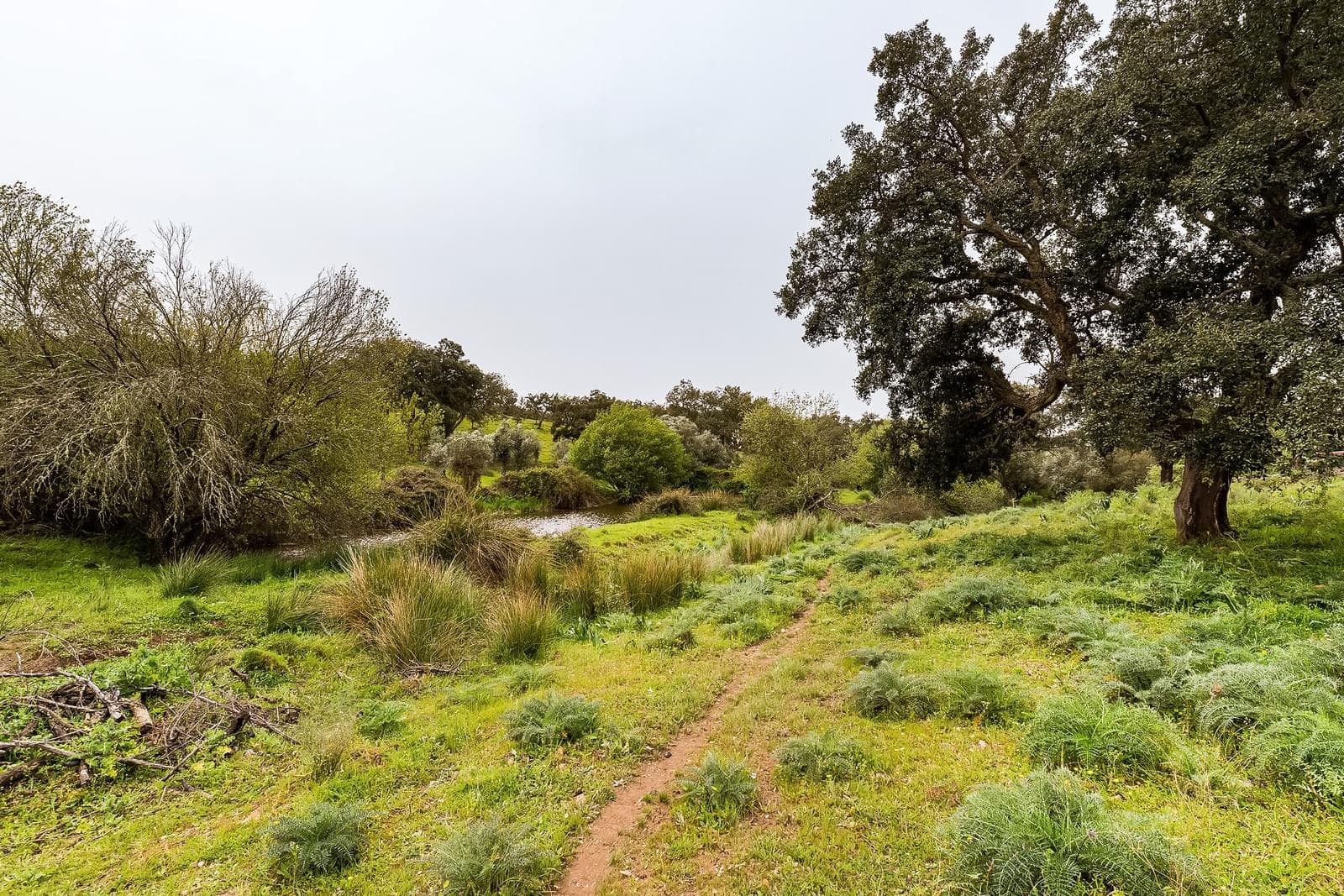 Herdade 16.3 ha, Mosteiros, Arronches - Imagem 40