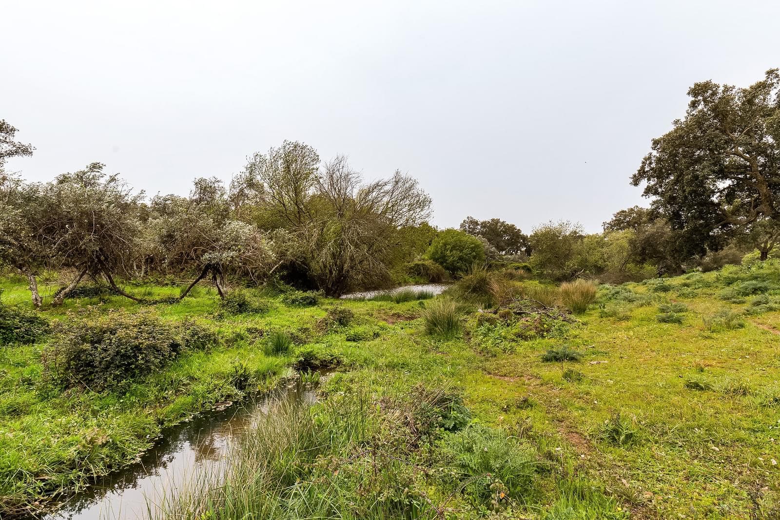 Herdade 16.3 ha, Mosteiros, Arronches - Imagem 41