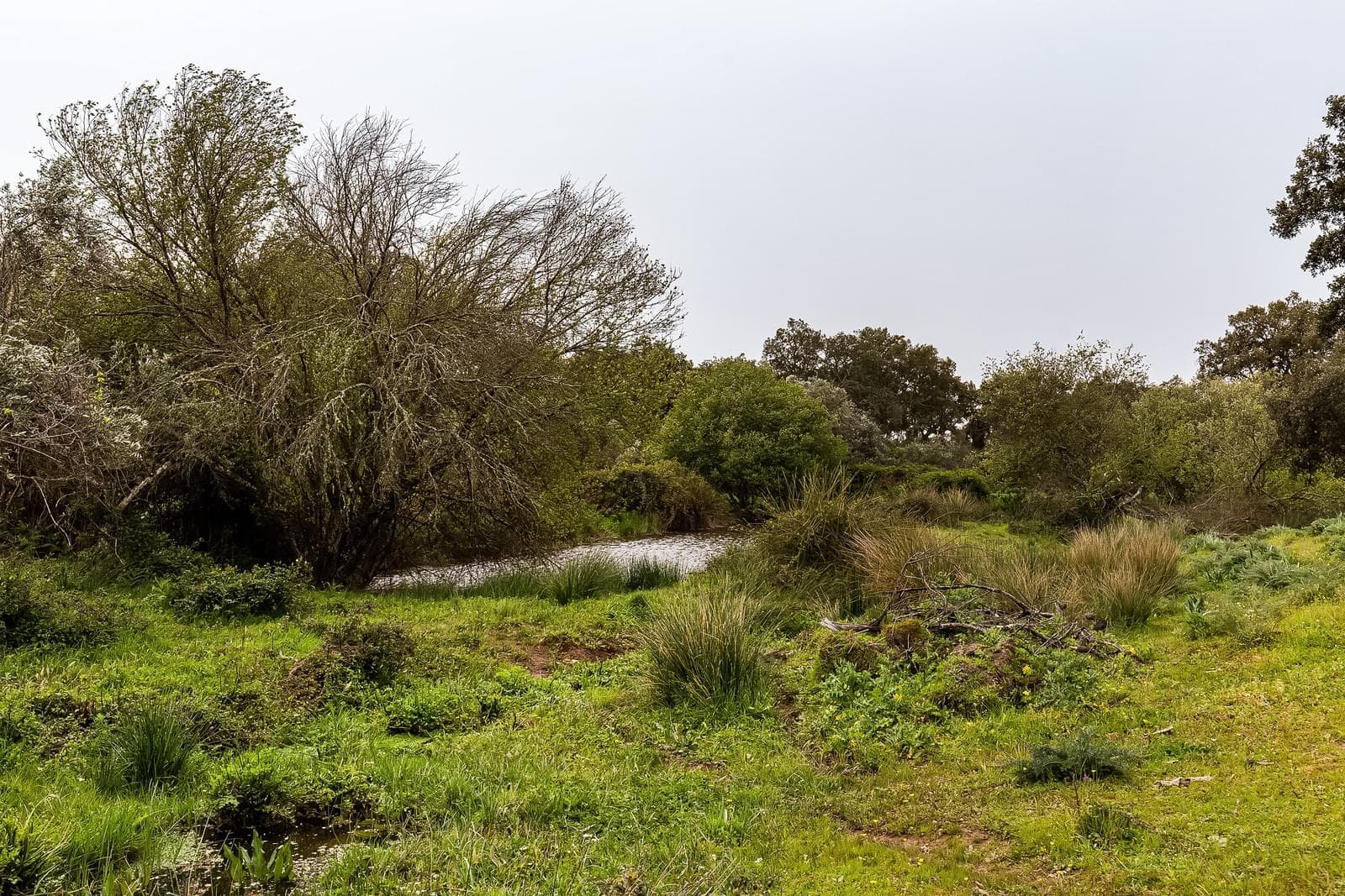 Herdade 16.3 ha, Mosteiros, Arronches - Imagem 42