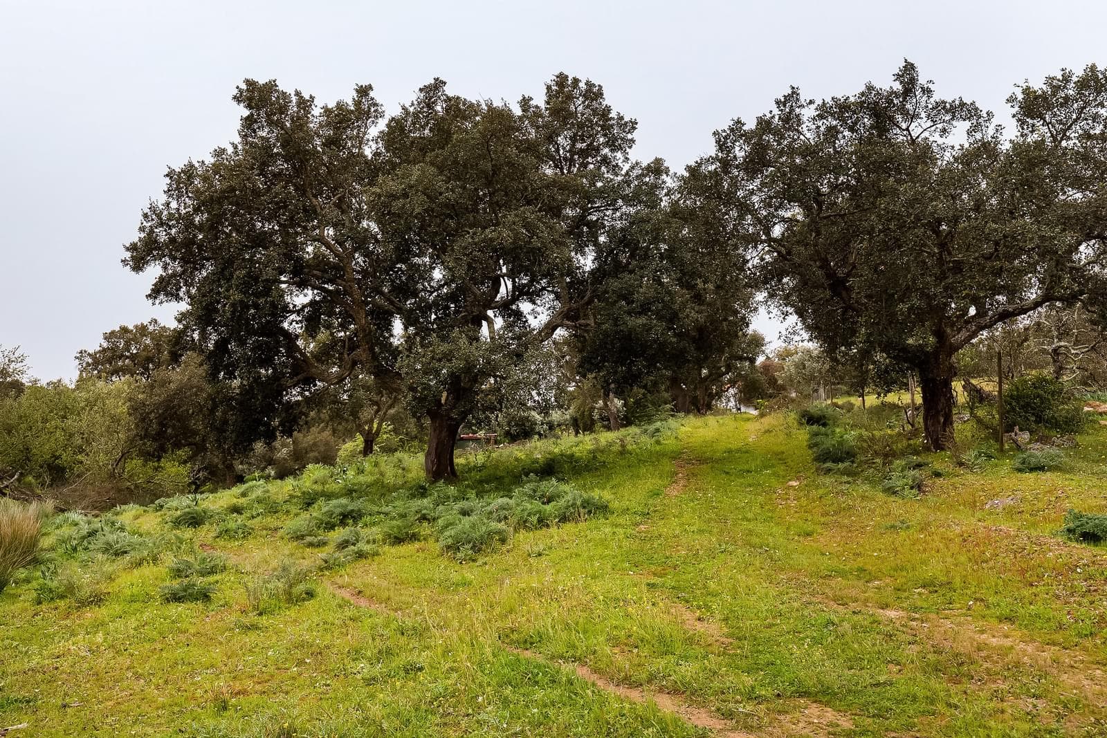 Herdade 16.3 ha, Mosteiros, Arronches - Imagem 43