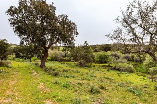 PF32788 - Herdade 16.3 ha, Mosteiros, Arronches - Imagem 38