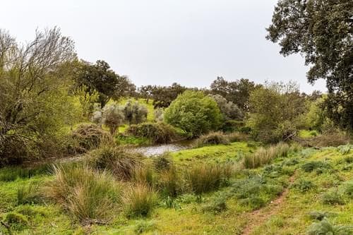 PF32788 - Herdade 16.3 ha, Mosteiros, Arronches - Imagem 39