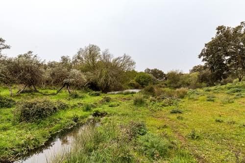 PF32788 - Herdade 16.3 ha, Mosteiros, Arronches - Imagem 41